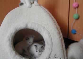 les chatons et l'igloo - Chatterie Ragdolls du Val de Beauvoir